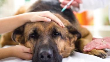 Recomiendan el uso de cannabis medicinal para mascotas. Foto: archivo