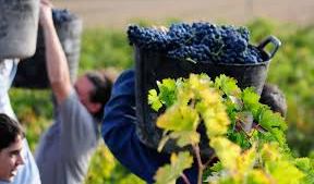 Vitivinicultura: el perfil fenólico de un varietal permite saber en qué zona se cultivó