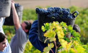 Vitivinicultura: el perfil fenólico de un varietal permite saber en qué zona se cultivó