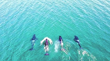 En el video que Nicolás Cetra grabó, se ven cuatro orcas que nadaban de manera sincronizada.