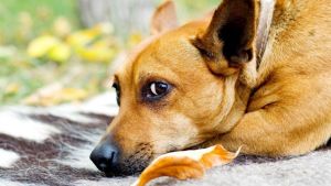 Pronóstico: este martes otoñal se mantiene cálido en la región