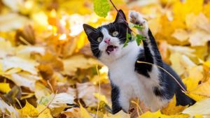 Pronóstico: ¿Bajan las temperaturas este miércoles en la región?