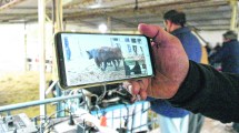 Imagen de Remates virtuales: las vacas de Neuquén se venden por internet