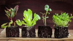 Huerta de otoño: cómo nutrir y preparar la tierra para cultivarla