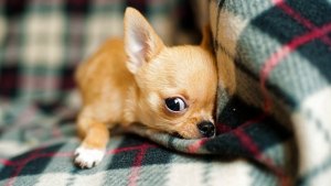 Pronóstico: el lunes asoma cálido, pero con nubosidad en la región