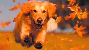 Bienestar animal: cómo saber qué necesita mi mascota