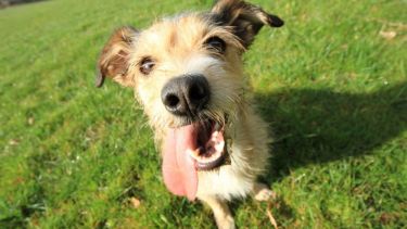 Se viene otra jornada para disfrutar y desconectar. ¿Paseas a tu mascota?.-