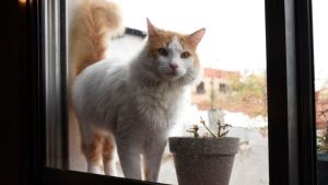 Pronóstico: el miércoles nos espera con temperaturas cálidas y algo de nubosidad en la región