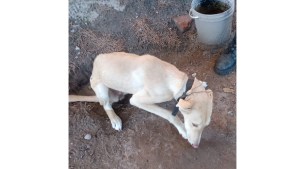 Vecinos de Catriel lograron el rescate de un perro que sufría el maltrato de sus dueños