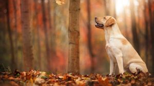 Pronóstico: se viene un viernes bien otoñal en la región