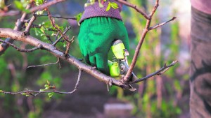 La poda en cítricos y plantas de carozo: consejos y recomendaciones