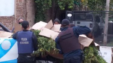 Un total de 22 plantas y siete kilos de marihuana fueron secuestrados por la policía en Regina. (Foto gentileza)