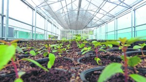 El vivero de El Bolsón que tiene la clave para que el bosque renazca