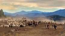 Imagen de Postales de otoño en el norte neuquino: los arreos a las tierras de invernada