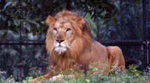 Imagen de Ni los leones se salvan del coronavirus en India: 8 infectados
