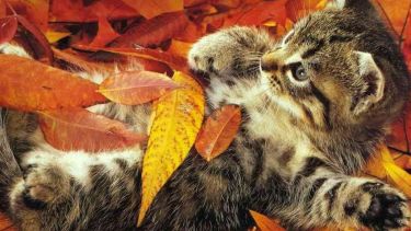 ¿Estás listo para atravesar el otoño o todavía no pudiste salir de tu cama?.-