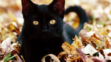 Acordate, en estas mañanas frías, de revisar el auto antes de salir, porque los gatos suelen buscar espacios calentitos para dormir.-