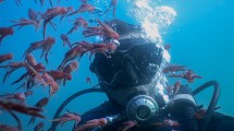 Imagen de Nico, el biólogo que bucea y fotografía el  mundo submarino de Las Grutas