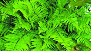 Helechos: secretos para cuidar esta planta difícil y hermosa