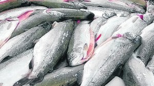 Las primeras truchas de Piedra del Águila parten hacia Chile