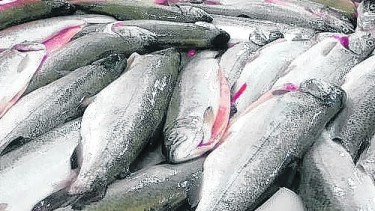 En Bariloche se hizo el proceso de eviscerado. Foto: gentileza.