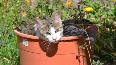 El feriado se presta para quedarse en casa y disfrutar de la compañía mascoteril. Foto: Florencia Salto.-