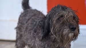 Pronóstico: así llega el primer lunes de mayo a la región