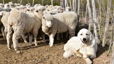 El perro pastor que cuida las ovejas en los campos de la Línea Sur de Río Negro. Foto Gentileza Juan Muñoz
