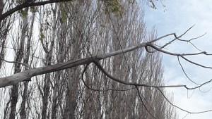 Edersa realiza tareas para restablecer el servicio afectado por el viento en Roca