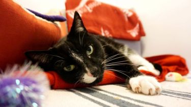 Ramón quiere quedarse en la cama este viernes, y ¿quién podría juzgarlo?.-