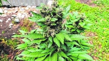 El máximo permitido de plantas de cannabis medicinal para autocultivo son nueve según establece la ley nacional. Foto gentileza.