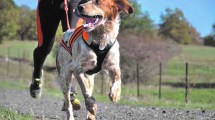 Imagen de Por qué es importante para los perros el paseo con una correa larga