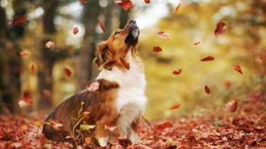 Puede ser un gran día para pisar hojitas secas, en medio del camino.-