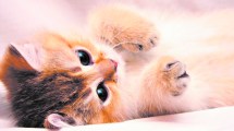 Imagen de Enfermedades cardiológicas en gatos: qué hacer y cómo prevenirlas