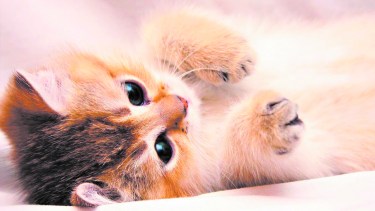 Los gatos de pequeña edad pueden resultar muy afectados, si no se combaten las pulgas.