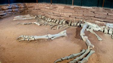 El Giganotosaurus carolinii, descubierto en 1993, destronó por su tamaño al  famoso  Tyrannosaurus rex,. Foto: Gentileza  neuquentur.gob.ar