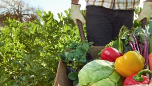 Promueven producción y rescate de semillas nativas y criollas para la agricultura familiar