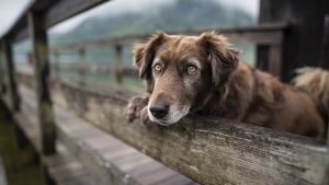 Pronóstico: el viernes llega a la región con mayor nubosidad y baja en las máximas