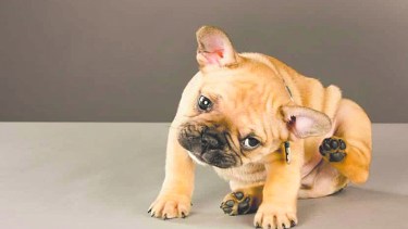 La sarna demodeica es una de las afecciones habituales entre los perros.