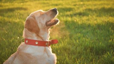Va a ser un gran día para salir a pasear, respetando los protocolos para cuidar la salud.-