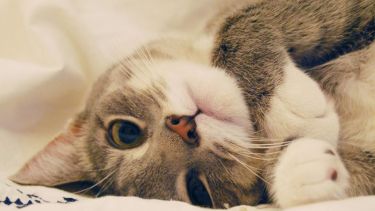 Los días, esta semana, insisten en tirarnos a la cama.-