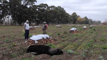Un lobo marino apareció entre las cebollas en una chacra de Viedma