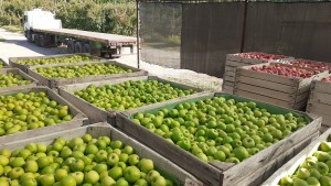 Neuquén mejora los índices en la lucha contra la carpocapsa