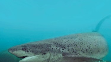 El tiburón gatopardo puede llegar a medir 3 metros y tiene manchas a ambos lados