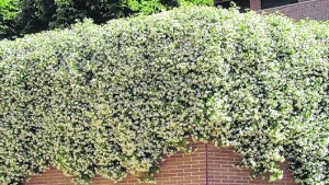 Jazmín chino: el secreto del mejor perfume para los jardines