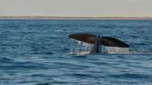 Imagen de Las Grutas: el fin de semana largo se vivirá a puro avistaje de ballenas