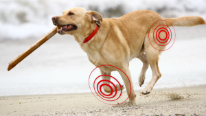 La artrosis no es solo un problema de los perros y gatos viejos