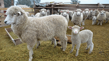 Los fondos apoyarán el desarrollo sostenido de la producción, la transformación y la comercialización de la ganadería y sus productos derivados