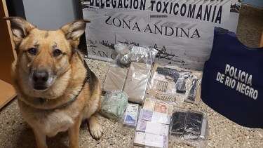El Perro "July" detectó los estupefacientes. Foto: gentileza