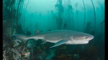Imagen de El tiburón gatopardo está amenazado por la pesca deportiva en las provincias de Río Negro y Chubut